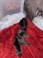 Onyx, a male American Staffordshire Terrier for sale in Boston, MA – Photo 8 of 8