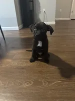 Zion, a male American Staffordshire Terrier for sale in Boston, MA – Photo 3 of 6