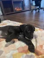 Zion, a male American Staffordshire Terrier for sale in Boston, MA – Photo 5 of 6