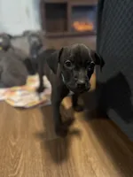 Zion, a male American Staffordshire Terrier for sale in Boston, MA – Photo 2 of 6