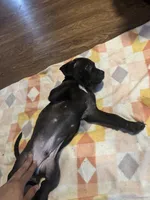 Zion, a male American Staffordshire Terrier for sale in Boston, MA – Photo 6 of 6