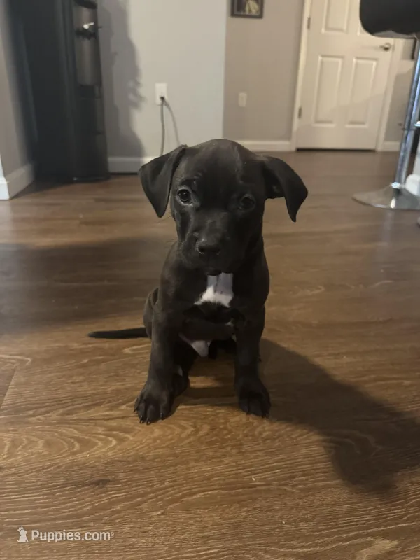 Zion – American Staffordshire Terrier puppy for sale in Boston, MA