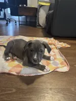 Victoria Secret, a female American Staffordshire Terrier for sale in Boston, MA – Photo 3 of 5