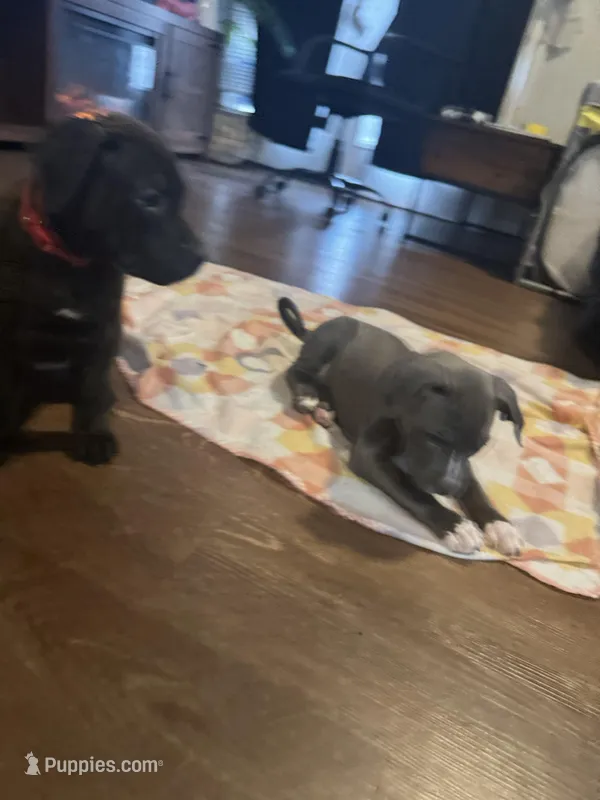 Victoria Secret – American Staffordshire Terrier puppy for sale in Boston, MA