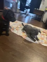 Victoria Secret, a female American Staffordshire Terrier for sale in Boston, MA – Photo 2 of 5