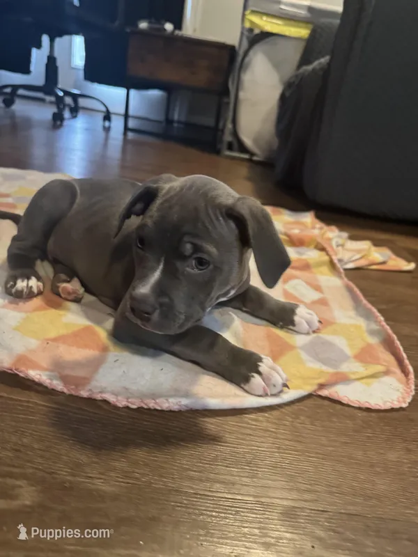 Victoria Secret, a female American Staffordshire Terrier for sale in Boston, MA – Photo 1 of 5