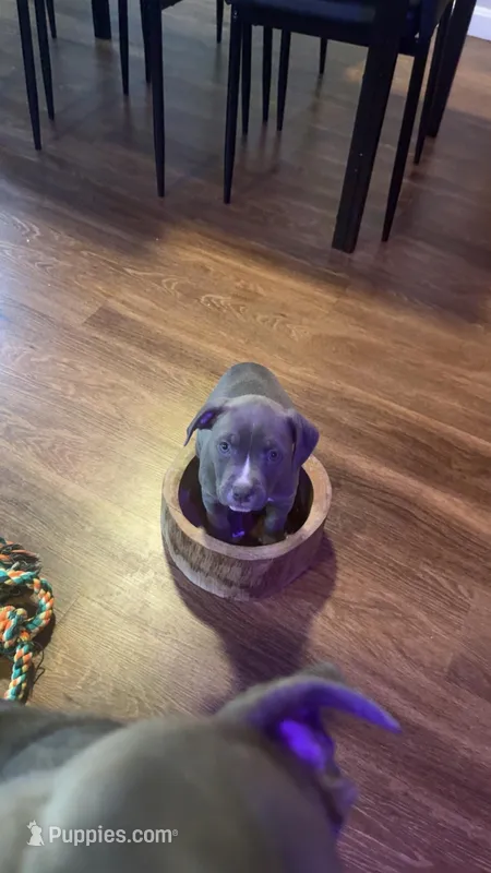 Precious  – American Staffordshire Terrier puppy for sale in Boston, MA