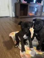 Hollywood, a male American Staffordshire Terrier for sale in Boston, MA – Photo 3 of 7