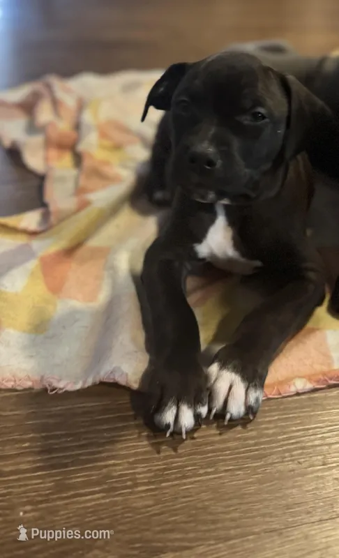 Hollywood – American Staffordshire Terrier puppy for sale in Boston, MA