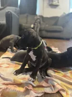 Hollywood, a male American Staffordshire Terrier for sale in Boston, MA – Photo 5 of 7