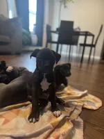 Hollywood, a male American Staffordshire Terrier for sale in Boston, MA – Photo 7 of 7