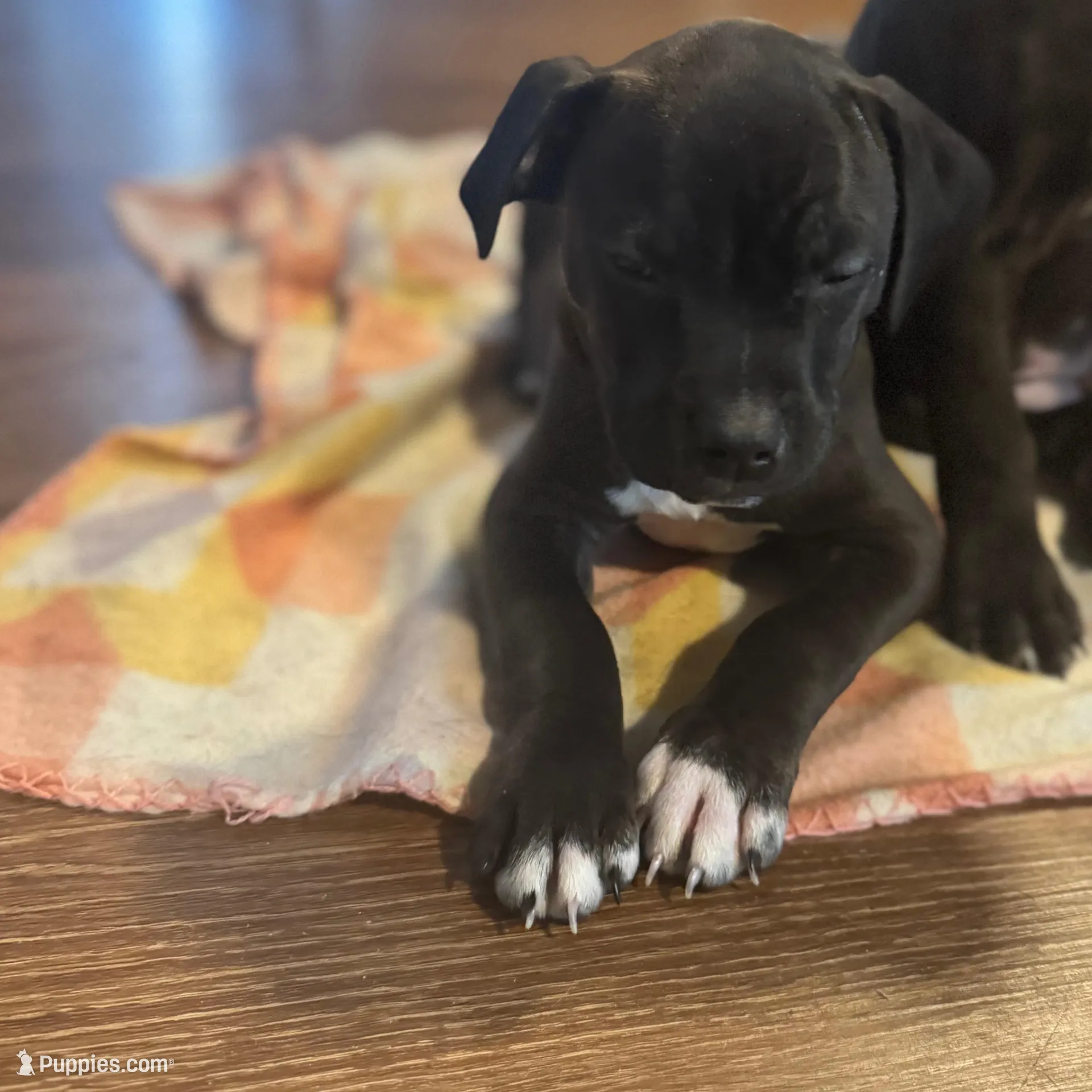 Hollywood, a male American Staffordshire Terrier for sale in Boston, MA – Photo 2 of 7