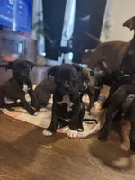 Hollywood, a male American Staffordshire Terrier for sale in Boston, MA – Photo 6 of 7