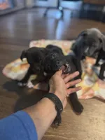 Sexy Red, a female American Staffordshire Terrier for sale in Boston, MA – Photo 2 of 7