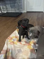 Sexy Red, a female American Staffordshire Terrier for sale in Boston, MA – Photo 4 of 7