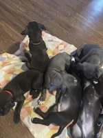 Sexy Red, a female American Staffordshire Terrier for sale in Boston, MA – Photo 7 of 7