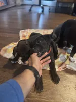 Sexy Red, a female American Staffordshire Terrier for sale in Boston, MA – Photo 5 of 7