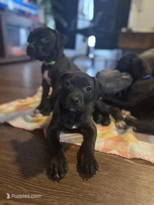 Sexy Red – American Staffordshire Terrier puppy for sale in Boston, MA