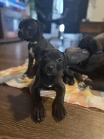 Sexy Red, a female American Staffordshire Terrier for sale in Boston, MA – Photo 1 of 7