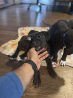 Sexy Red, a female American Staffordshire Terrier for sale in Boston, MA – Photo 6 of 7