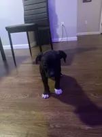 Onyx, a male American Staffordshire Terrier for sale in Boston, MA – Photo 7 of 8