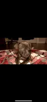 Onyx, a male American Staffordshire Terrier for sale in Boston, MA – Photo 3 of 8
