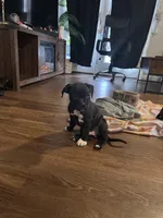 Onyx, a male American Staffordshire Terrier for sale in Boston, MA – Photo 2 of 10