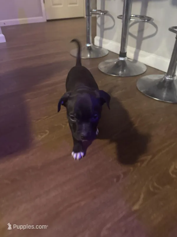 Onyx – American Staffordshire Terrier puppy for sale in Boston, MA