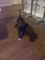 Onyx, a male American Staffordshire Terrier for sale in Boston, MA – Photo 1 of 8