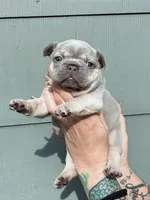 Lola , a female French Bulldog for sale in Baton Rouge, LA – 1 of 1