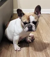 Ladybug , a female French Bulldog for sale in Baton Rouge, LA – 3 of 6