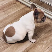 Ladybug , a female French Bulldog for sale in Baton Rouge, LA – 5 of 6