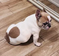 Ladybug , a female French Bulldog for sale in Baton Rouge, LA – 2 of 6