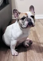 Ladybug , a female French Bulldog for sale in Baton Rouge, LA – 4 of 6