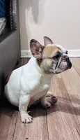 Ladybug , a female French Bulldog for sale in Baton Rouge, LA – 6 of 6