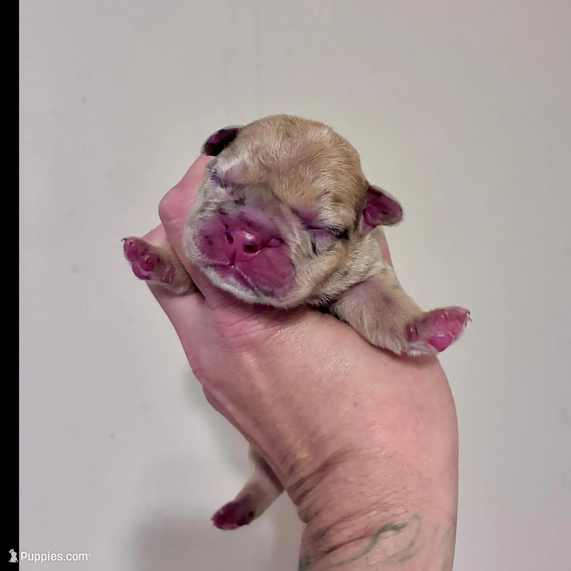 Sady, a female French Bulldog for sale in Baton Rouge, LA – Photo 3 of 3