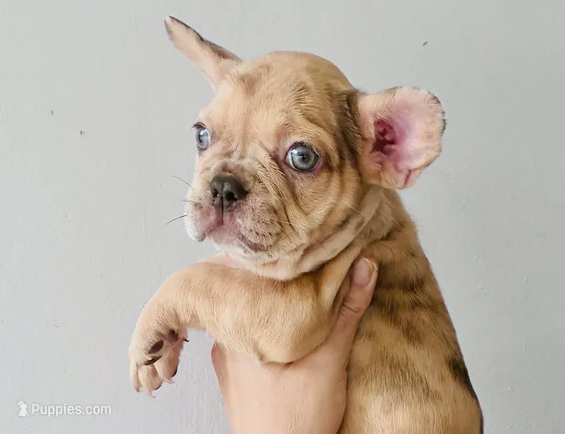 Sady – French Bulldog puppy for sale in Baton Rouge, LA