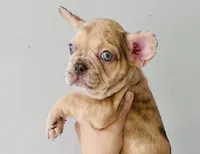 Sady, a female French Bulldog for sale in Baton Rouge, LA – Photo 1 of 4