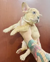 Sady, a female French Bulldog for sale in Baton Rouge, LA – Photo 4 of 4