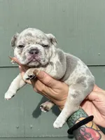 Saint, a male French Bulldog for sale in Baton Rouge, LA – 1 of 1