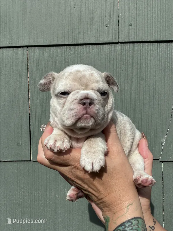 Camille  – French Bulldog puppy for sale in Baton Rouge, LA
