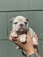 Camille , a female French Bulldog for sale in Baton Rouge, LA – 1 of 1