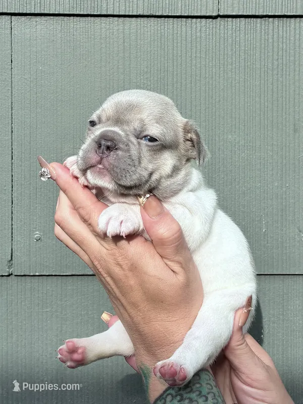 Winston – French Bulldog puppy for sale in Baton Rouge, LA