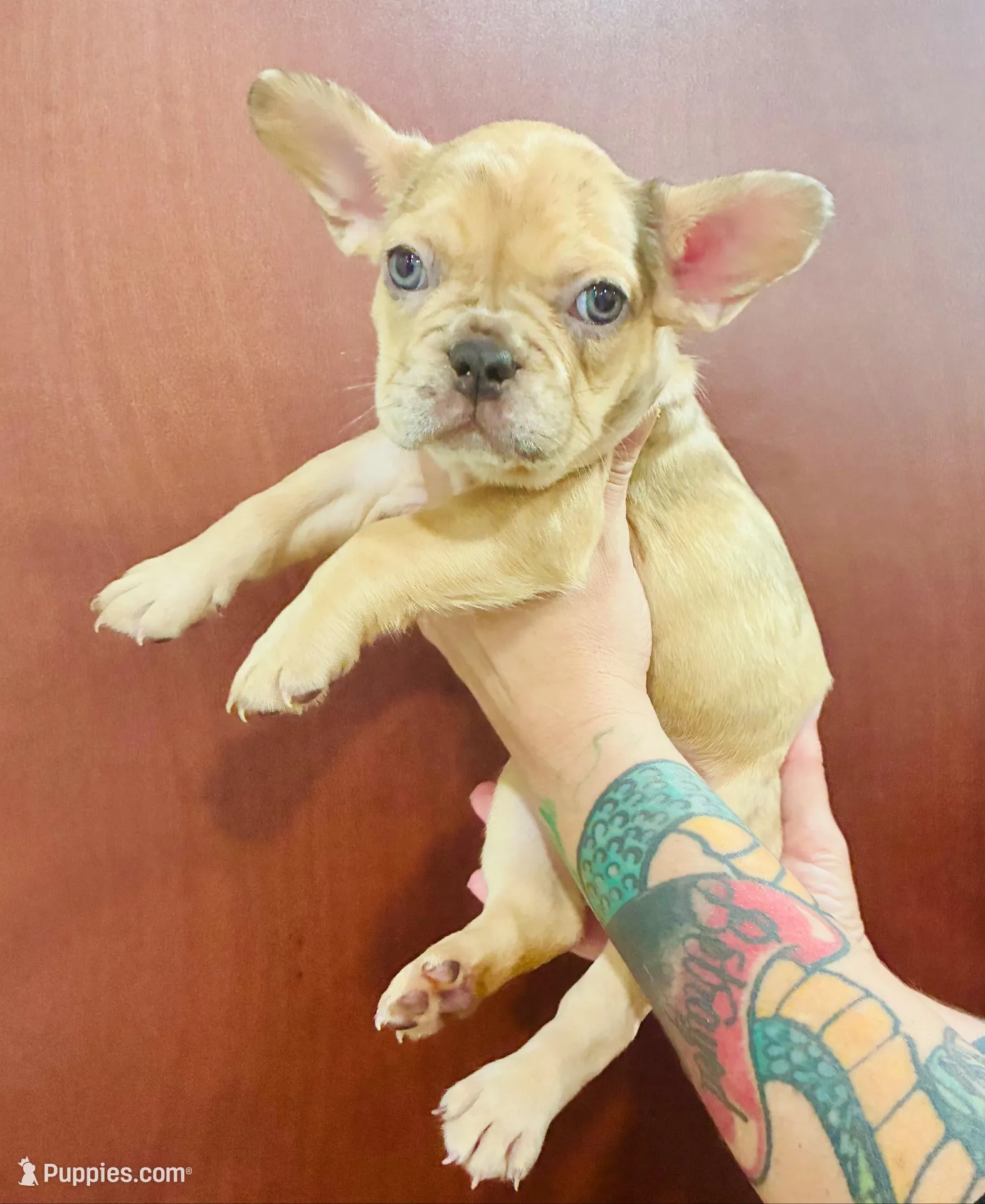 Sady, a female French Bulldog for sale in Baton Rouge, LA – Photo 2 of 4