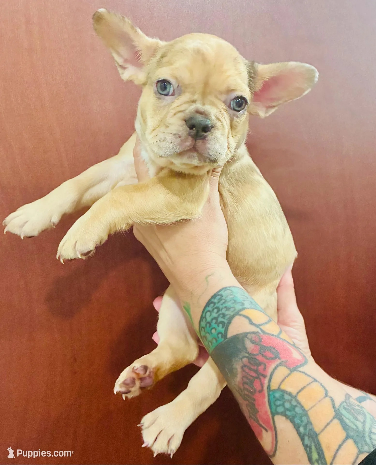 Sady, a female French Bulldog for sale in Baton Rouge, LA – Photo 3 of 4