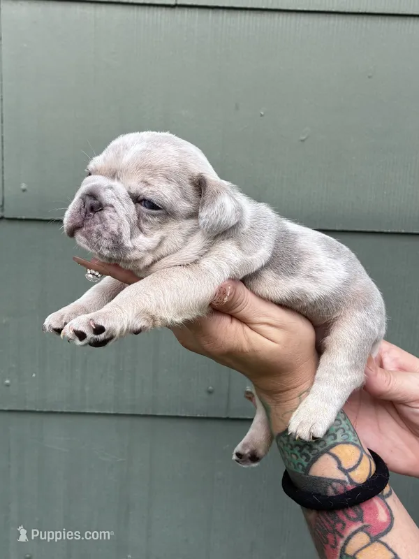 Hugo – French Bulldog puppy for sale in Baton Rouge, LA