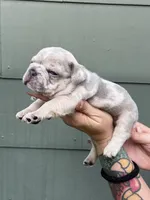 Hugo, a male French Bulldog for sale in Baton Rouge, LA – 1 of 1