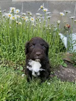 Milo, a male Portuguese Water Dog for sale in Millersburg, OH – 4 of 5