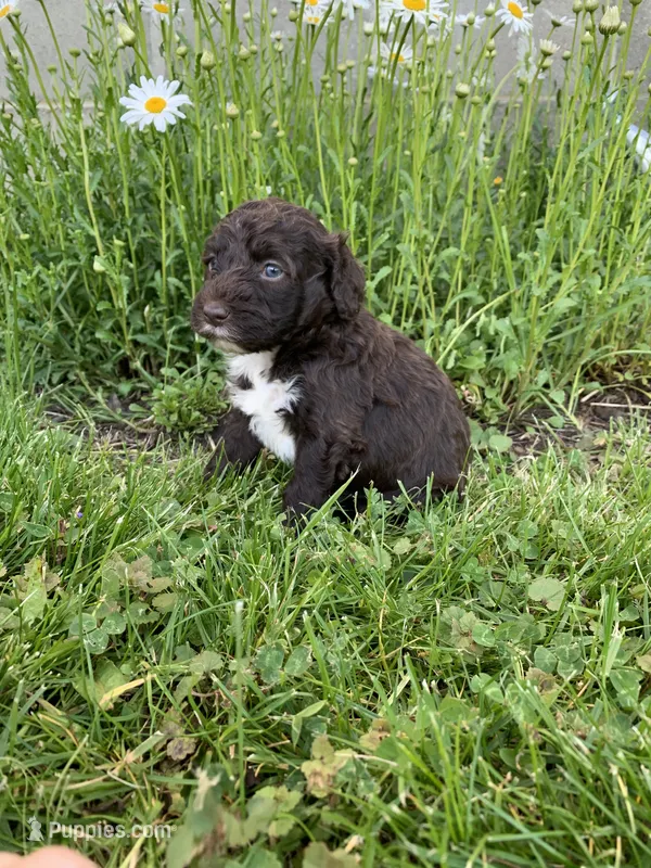 luna – Portuguese Water Dog puppy for sale in Millersburg, OH