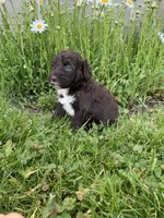 luna, a female Portuguese Water Dog for sale in Millersburg, OH – 1 of 4